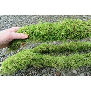 Moss Covered Branches 20 Straight Branches 36 inch tall